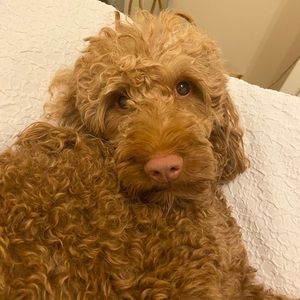 Meet your Posher, Kendall